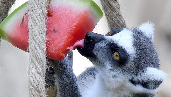 Bioparco, tutte le iniziative per la giornata di Ferragosto