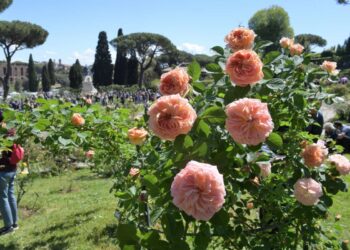 Roseto Comunale, sabato 16 e domenica 17 maggio torna il Premio Roma