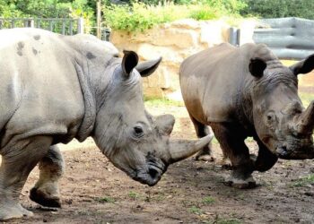 Bioparco, domenica la festa per la Giornata Internazionale del Rinoceronte