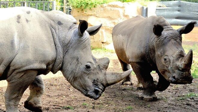 Bioparco, domenica la festa per la Giornata Internazionale del Rinoceronte