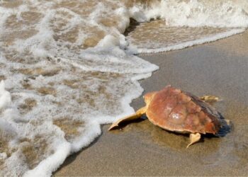 La tartaruga “Fortuna” è tornata in mare: rilasciata a Palidoro dopo un mese di cure
