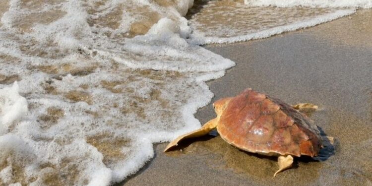 La tartaruga “Fortuna” è tornata in mare: rilasciata a Palidoro dopo un mese di cure