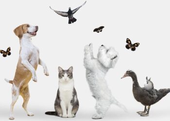 Cura e rispetto degli animali, tanti nuovi progetti al via