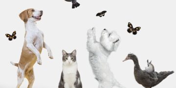 Cura e rispetto degli animali, tanti nuovi progetti al via