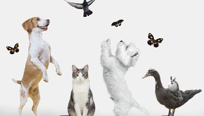Cura e rispetto degli animali, tanti nuovi progetti al via